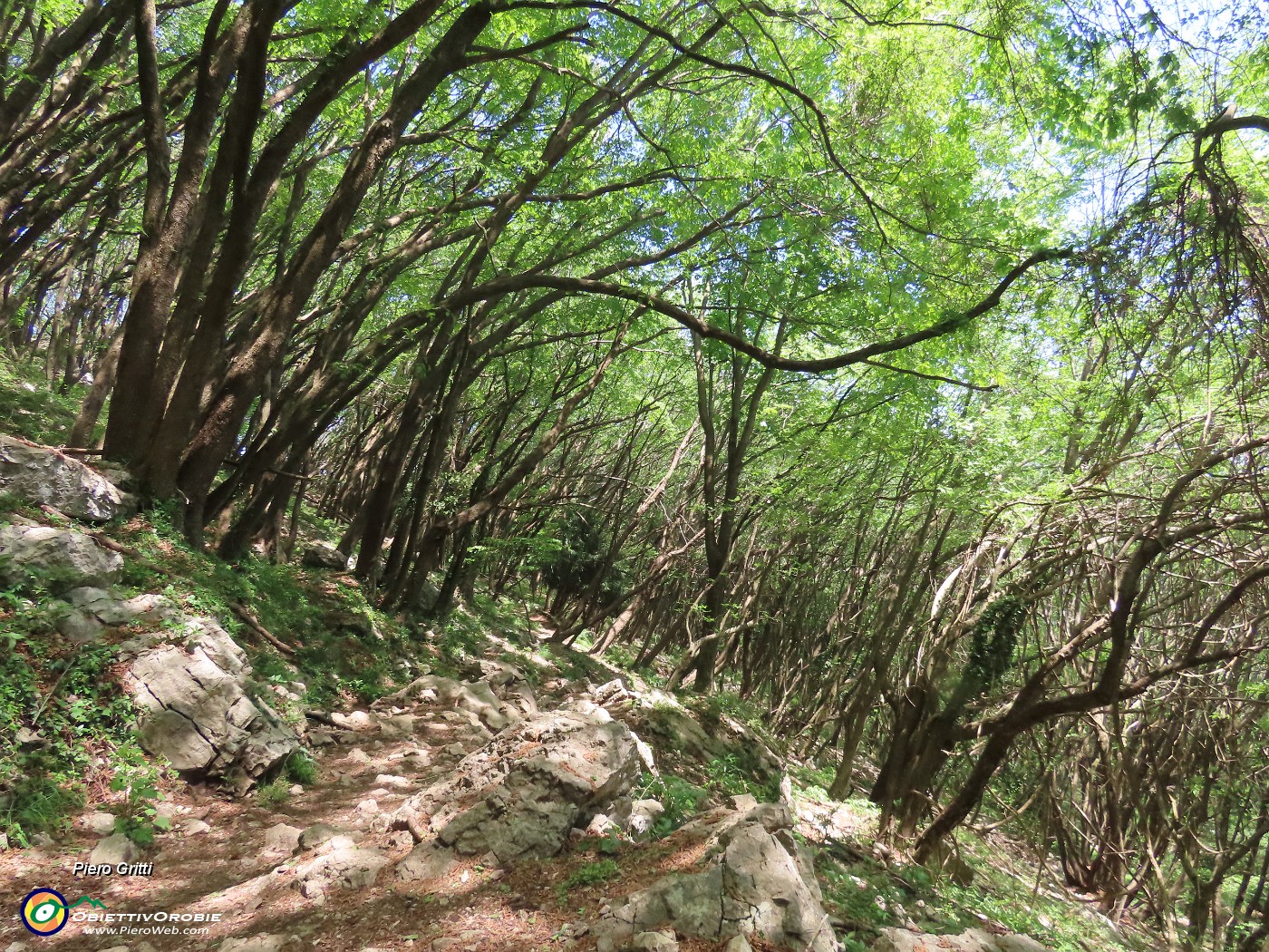 71 Ripasso nel bel bosco di carpini neri piegati a valle.JPG